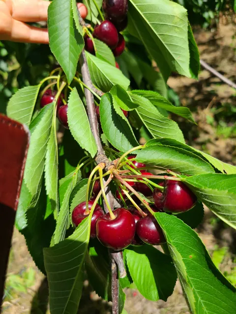 Cherry Tree Farm
