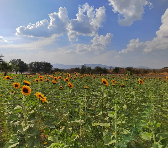 Rancho San Juan Diego - Recorridos de Flores (Cempasúchil y Girasol)