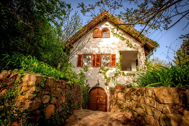 Vadszőlő – Wild Grape