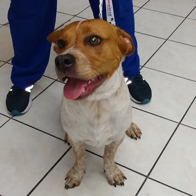 Humane Vet Hospital of San Diego