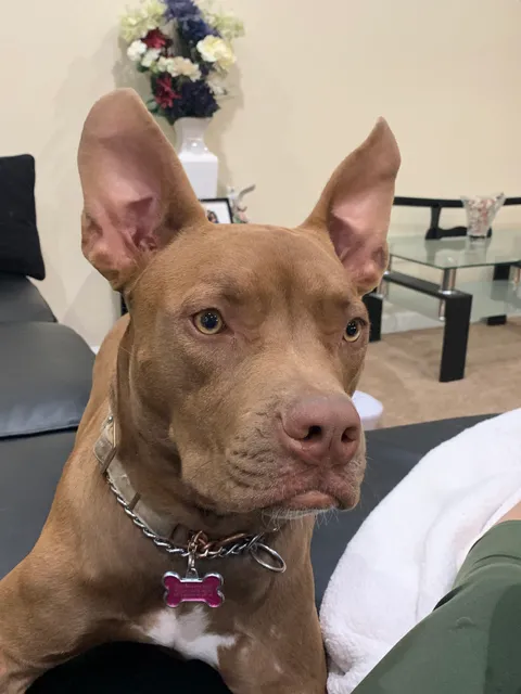 Angel City Pit Bulls