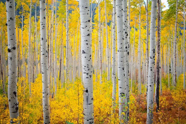 Colorado Mountain College Aspen