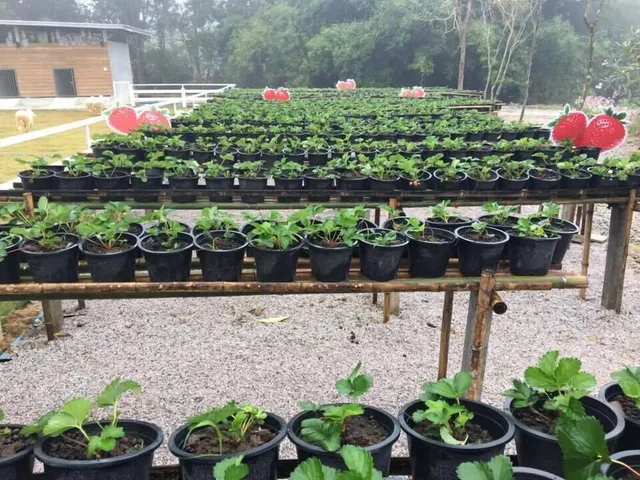 นอนนับดาว ริมภู รีสอร์ท (Norn-Nab-Dao RimPhu Resort)