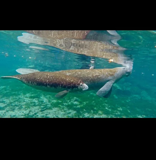 Crystal River Manatee Fun