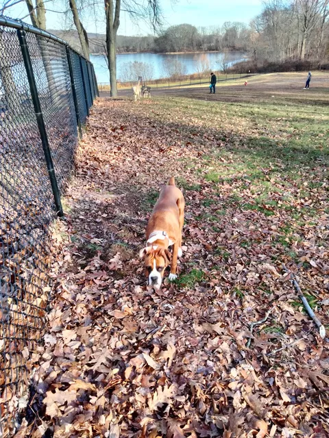 Meriden Dog Park