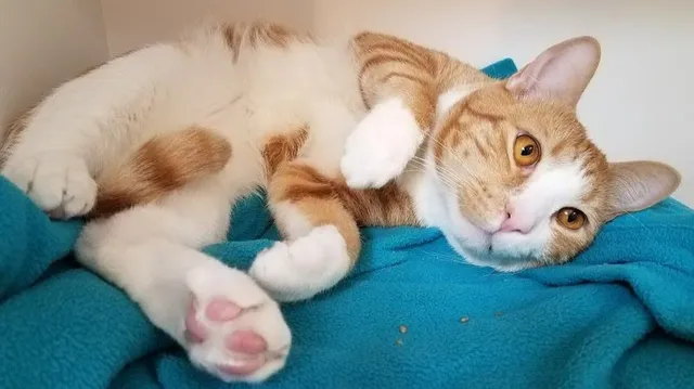 Cats Exclusive Veterinary Center