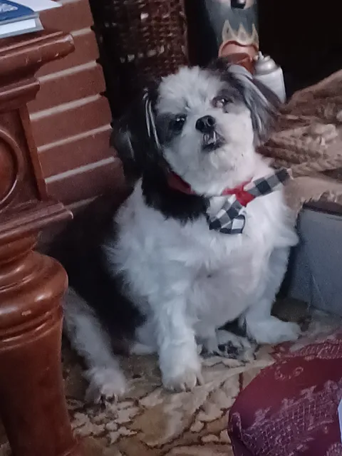 Willis Animal Clinic