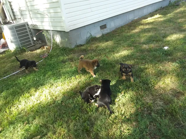 Golden Paw Pet Rescue