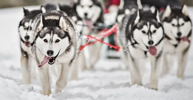 Silent Run Adventures