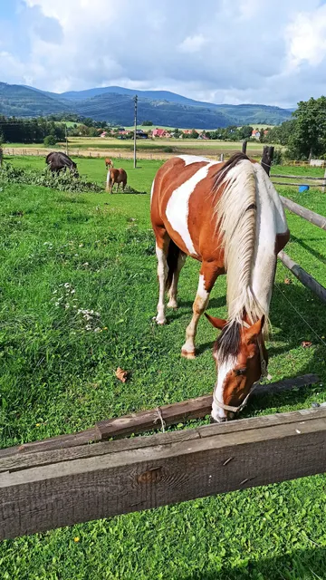 Wyspa Koni Piotr Zabuski