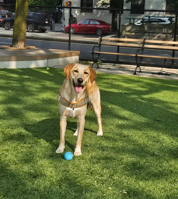 142nd Street Dog Run 🐕