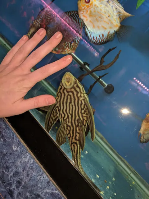 Northern Aquarium pet