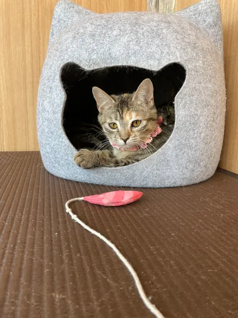 Cat cafe Nekokatsu Omiya Nisshin