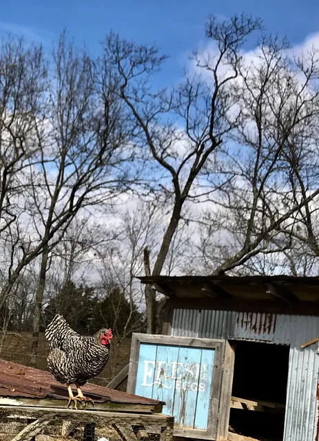 Spring Creek Place Cabins