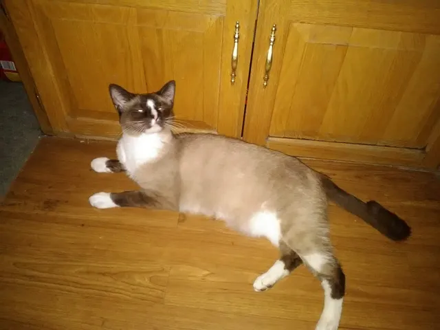 Page Animal Adoption Agency & City Animal Shelter