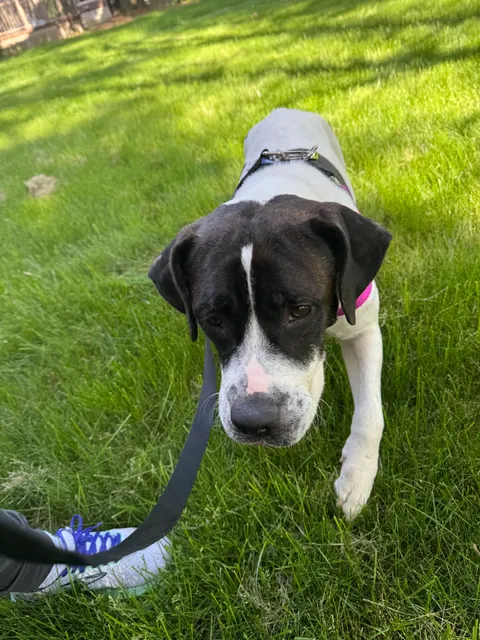 Detroit Animal Care and Control