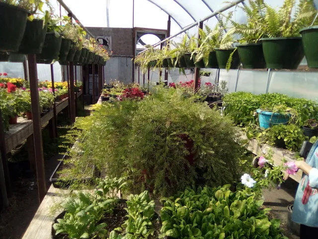 Donnie Fulton greenhouse