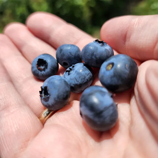 Billy Boy's Blueberry Barn