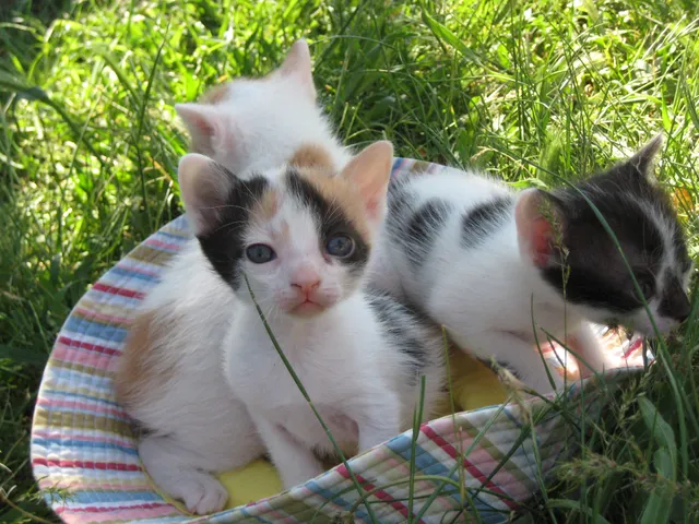 Universal Farm School