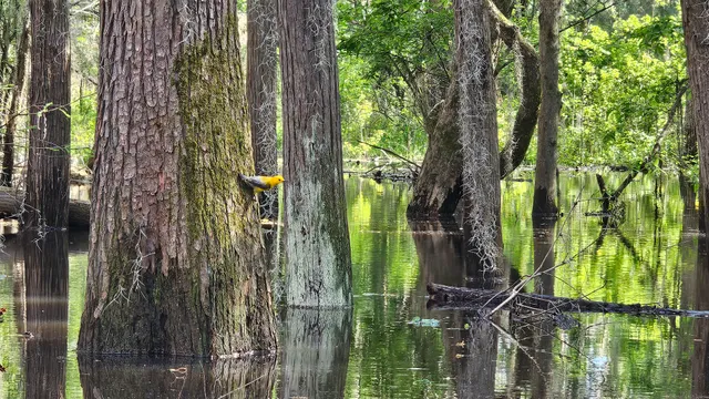 Caddo Lake WMA at the Canoe/Kayak Launch