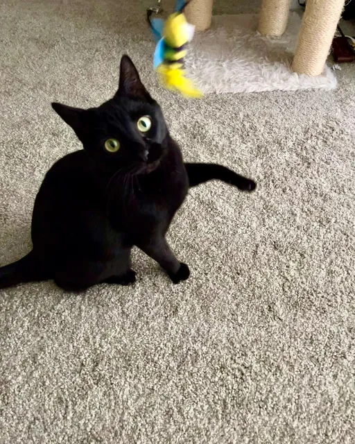 The Cat's Meow Cat Care, LLC