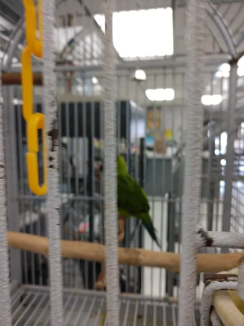 Our Feathered Friends