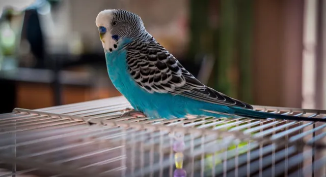 Birdline (UK) Parrot Rescue