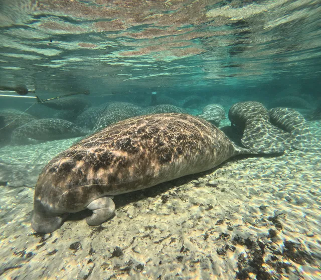 Go Local Manatee Tours