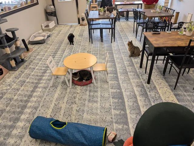 Whimsical Whiskers CatFae & Rescue