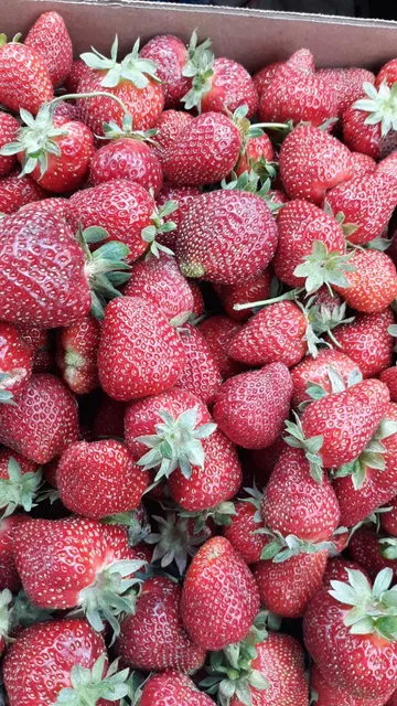 C & S Berry Farms and Pumpkin Patch