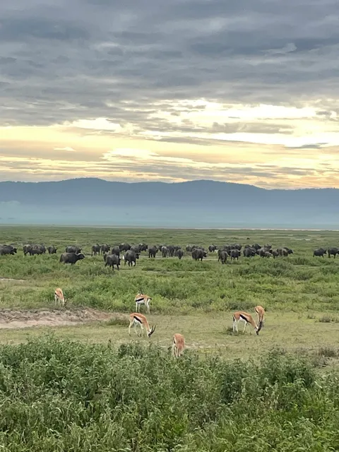 Wanyama African Safari