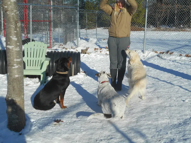 Boothbay Canine Daycare & Boarding, LLC