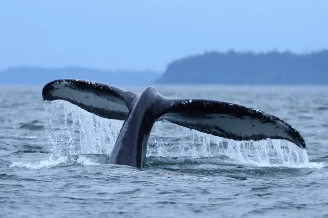 Alaska Humpback Adventures