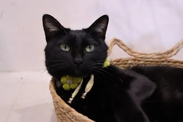 Bean ＆ Fei 豆豆先生與他的阿肥｜商用咖啡供應商 國際咖啡品鑑師品牌