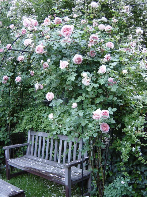 Flo's Gardens - Garden Design and Maintenance