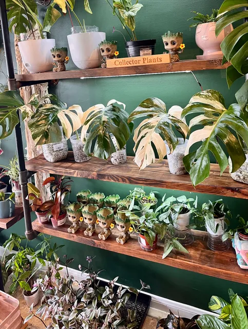 Houseplant Nation