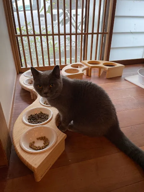 Necot Cat Cafe