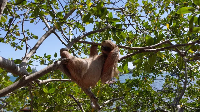 Roatan Sloth Tours