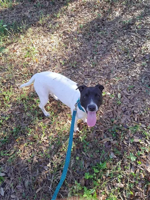 Hernando County Sheriff's Animal Services