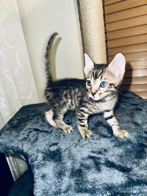 Purrfect Paws Cattery