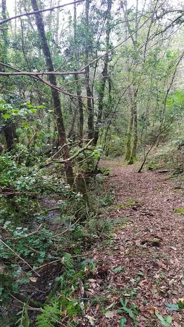 Barranqueira de Ponte Nova