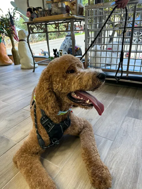 Noah’s Ark Pet Groomer