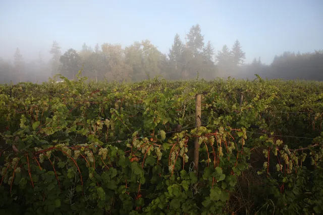 Alexeli Vineyard + Winery