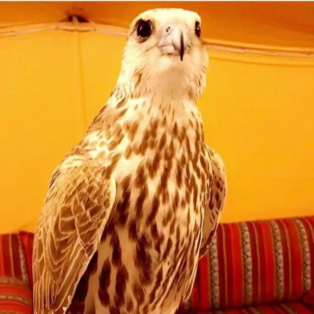 Restaurante Sabor Caseiro