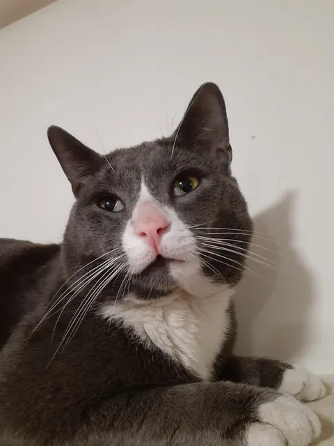 Secaucus Animal Shelter