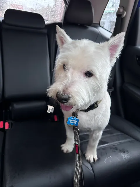 Tommy,s Pet Salon LLC