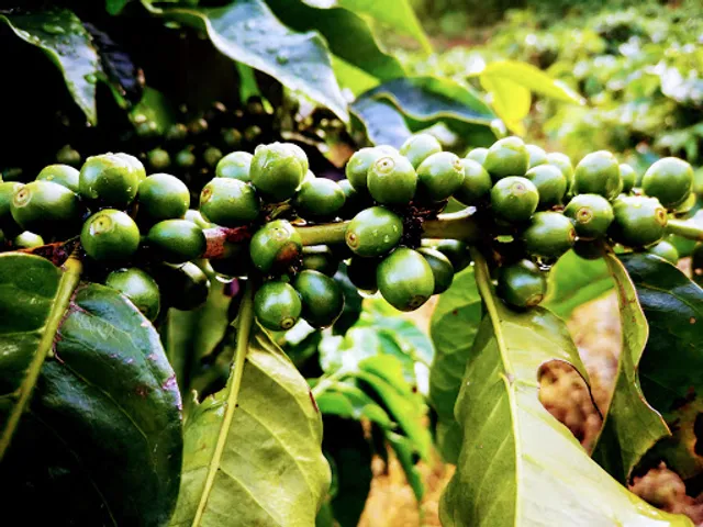 La Granja de Tio Fer