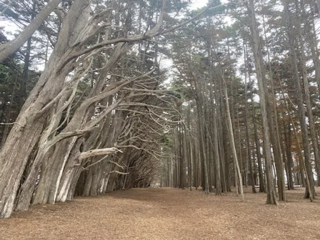Cypress Tree Tunnel