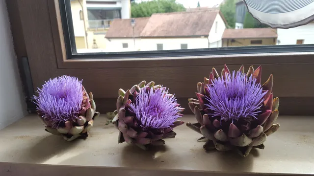 Ferienwohnung Enzner