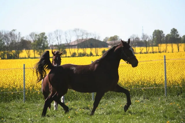 Reit und Ferienhof Niedervoddow